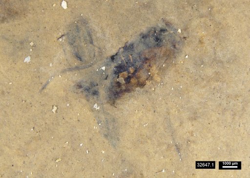 Corixidae