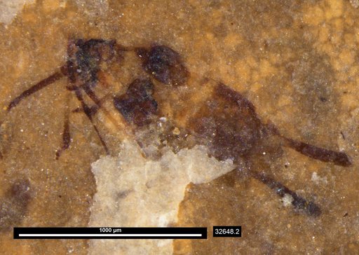 Genus sp