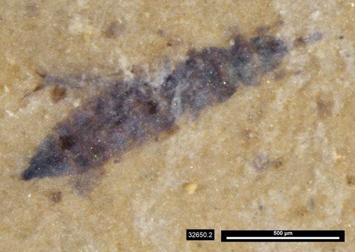 Genus sp