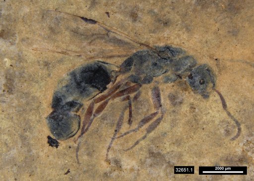 Formicidae