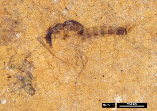Chaoboridae