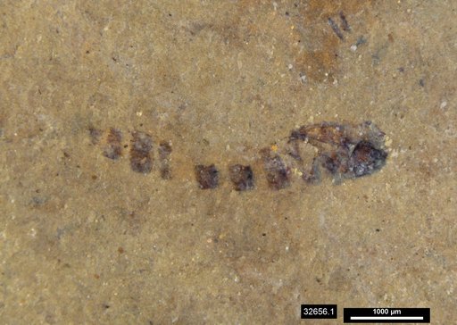 Genus sp