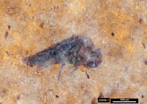 Genus sp