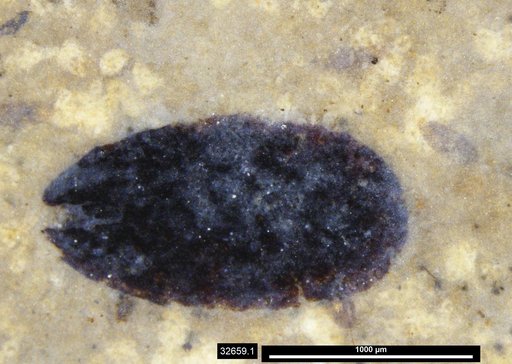 Tracheophyta