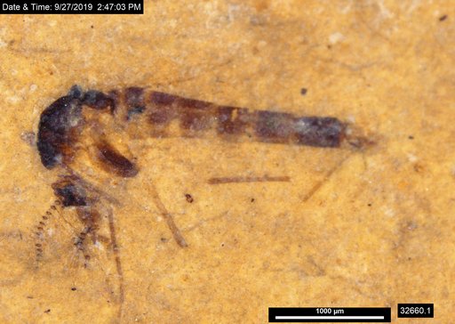 Chaoboridae