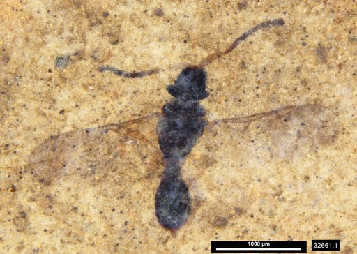 Diapriidae
