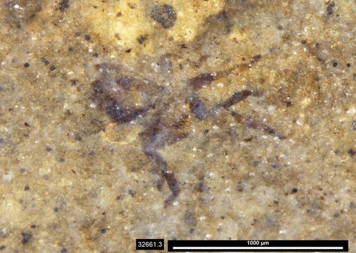 Genus sp