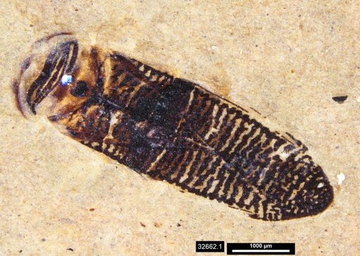 Corixidae