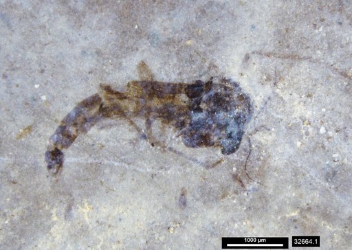 Genus sp