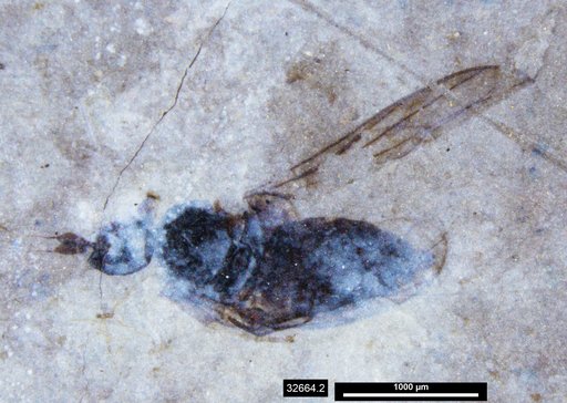 Diptera
