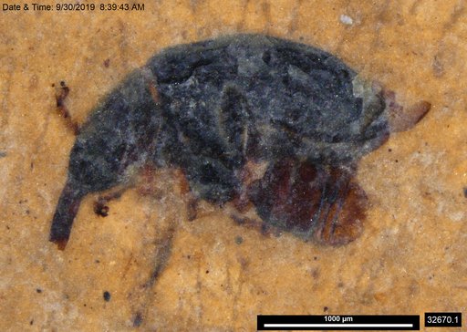 Genus sp