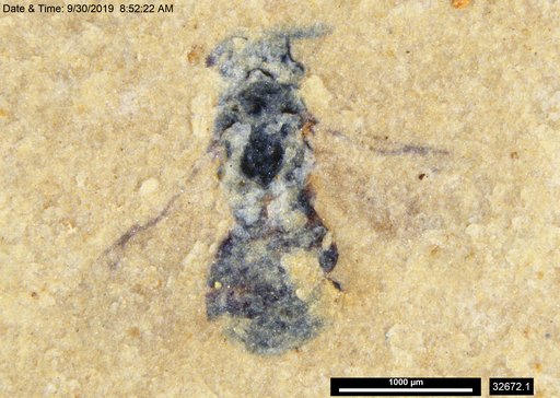 Genus sp