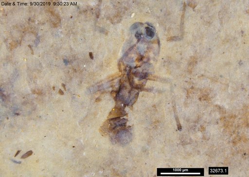 Diptera