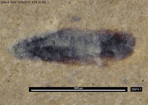 Tracheophyta