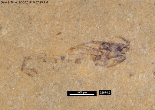 Genus sp