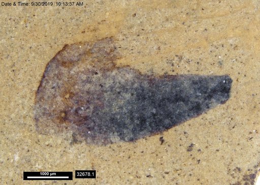 Tracheophyta