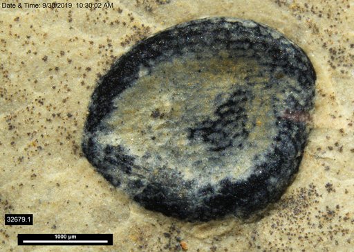 Tracheophyta