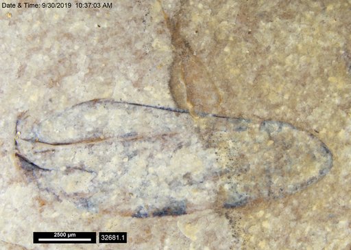 Genus sp