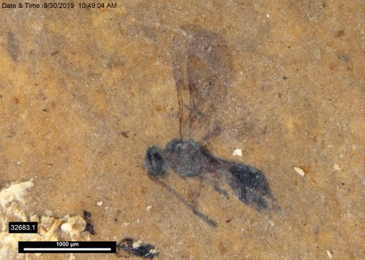 Diapriidae