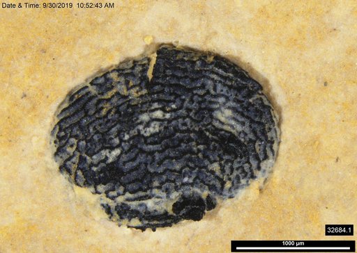Tracheophyta