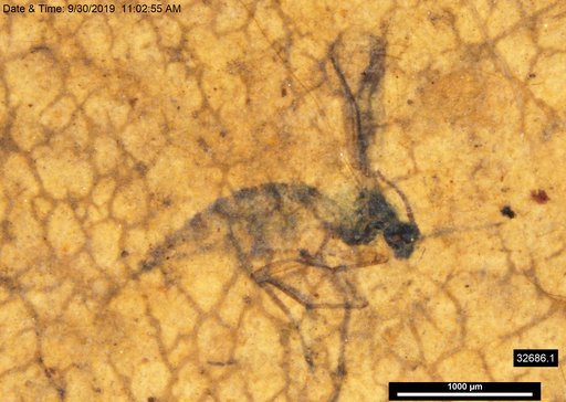 Diptera