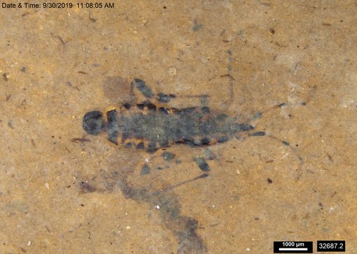 Genus sp