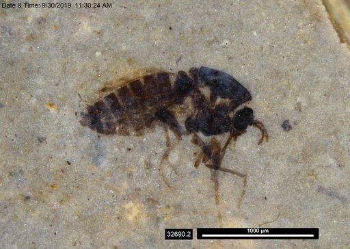 Diptera