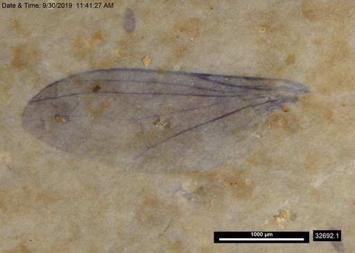 Diptera