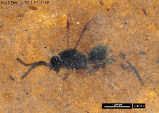 Proctotrupidae