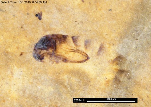 Genus sp