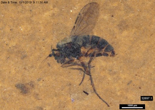 Diptera