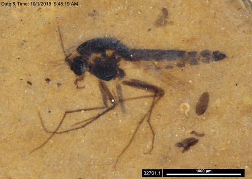 Genus sp