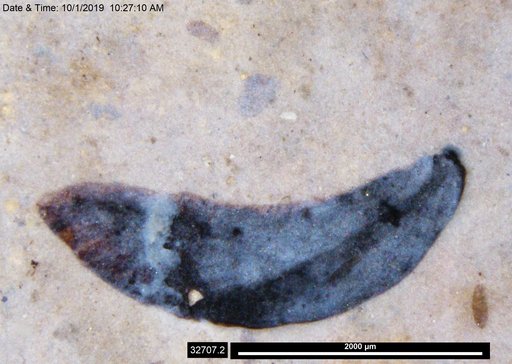 Tracheophyta
