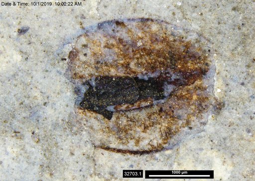 Tracheophyta