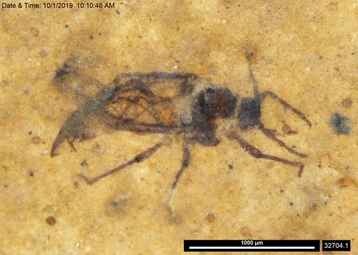 Aphididae
