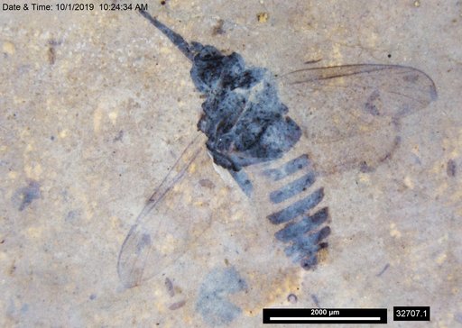 Bombyliidae