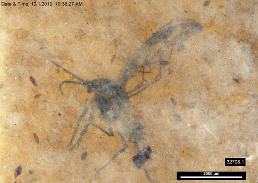Aphididae