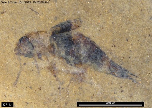 Genus sp