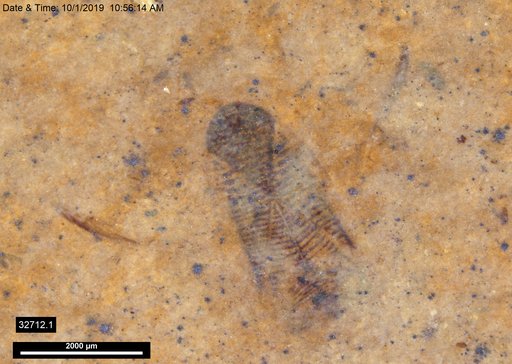 Corixidae