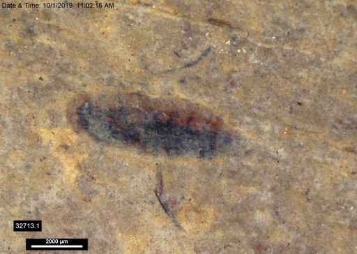 Corixidae