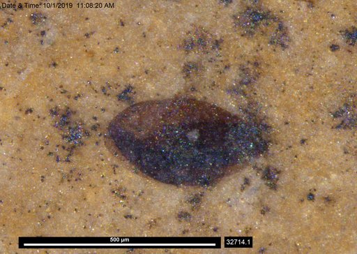 Tracheophyta