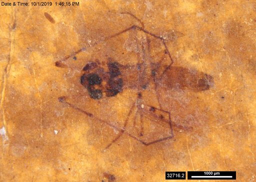 Diptera