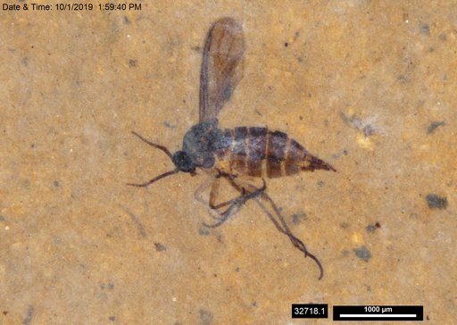 Sciaridae