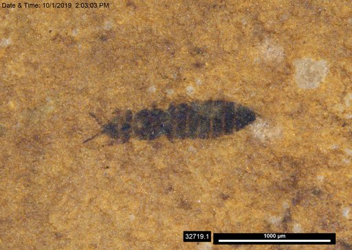 Genus sp