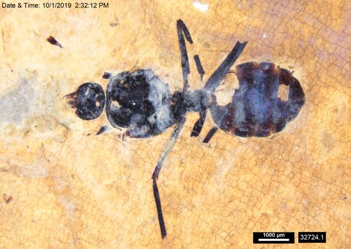 Formicidae