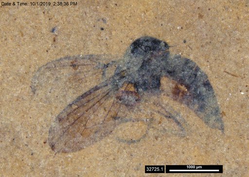 Diptera