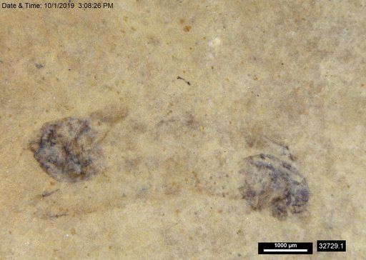 Genus sp