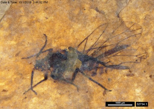 Aphididae