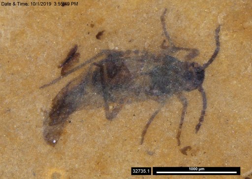 Aphididae