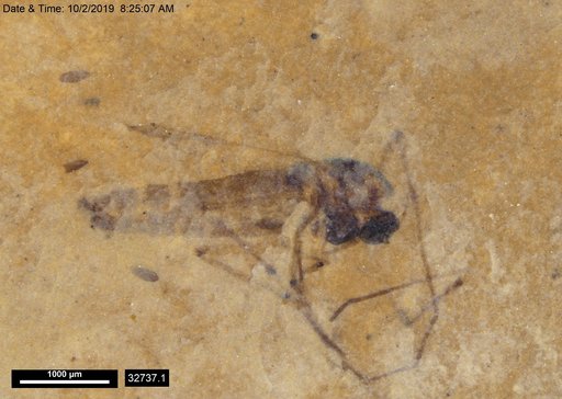 Diptera